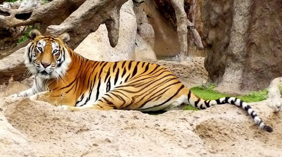 LORO PARQUE ALL INCLUSIVE