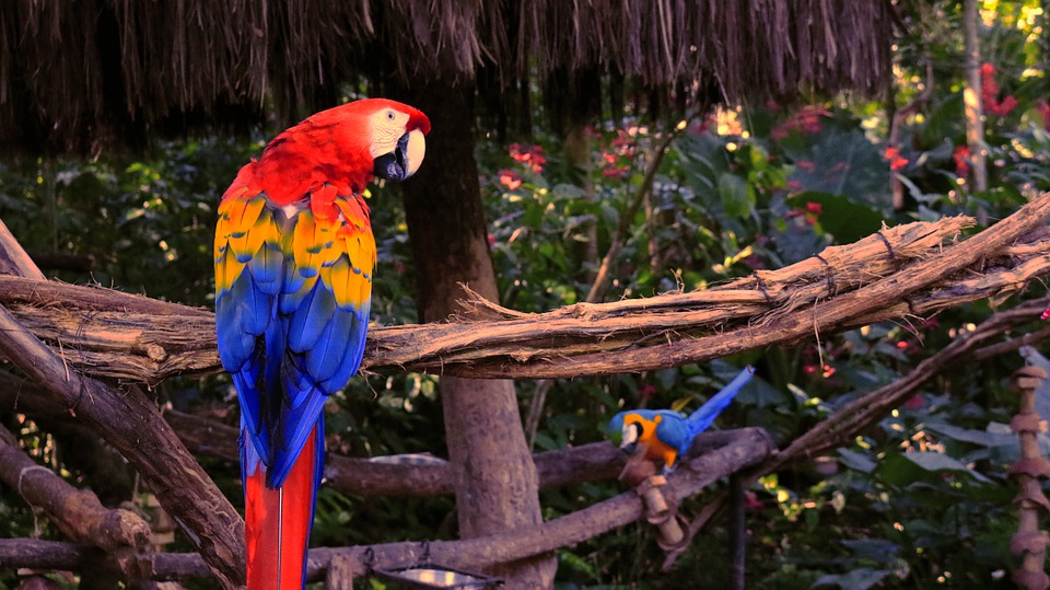 LORO PARQUE ALL INCLUSIVE