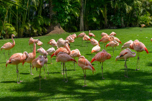 LORO PARQUE ALL INCLUSIVE
