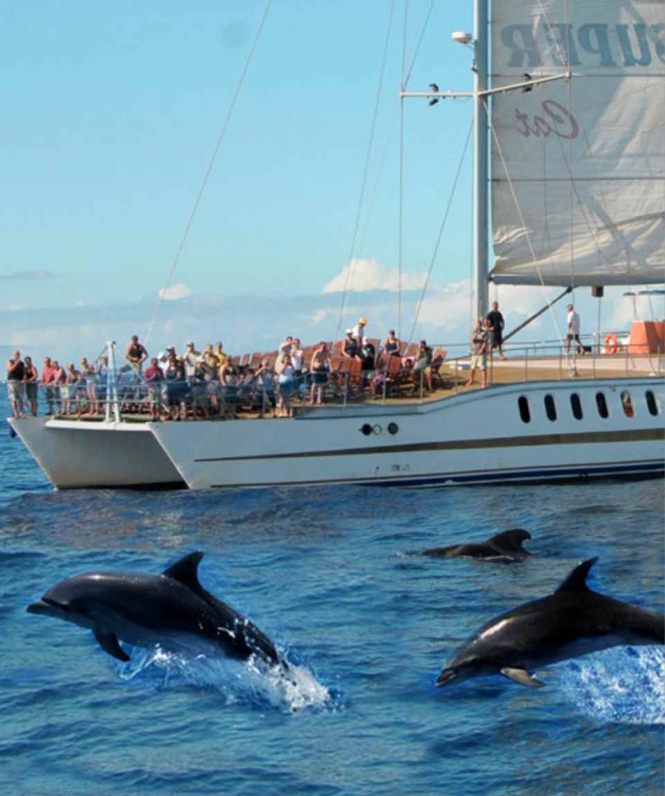 Catamarán Supercat: Avistamiento de Cetáceos y Visita Mercadillo Mogán